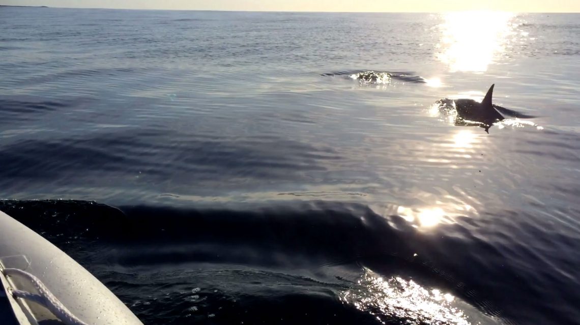 Dolphins in Taranaki