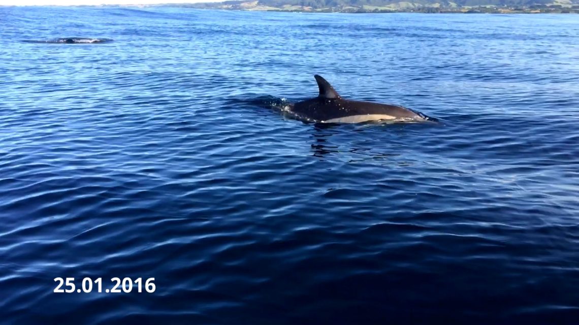 Dolphin of Oakura Beach