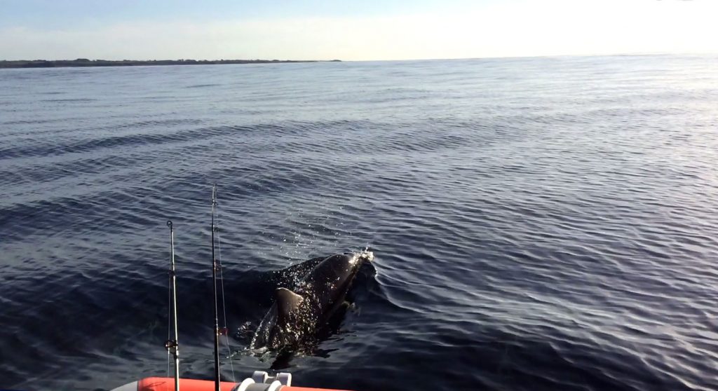 Looking South from off Oakura Taranaki with dolphins in front of the boat