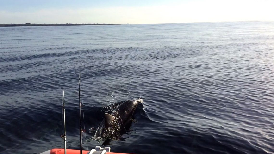 Looking South from off Oakura Taranaki with dolphins in front of the boat